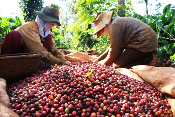 Dự báo thị trường xuất khẩu cà phê năm 2021