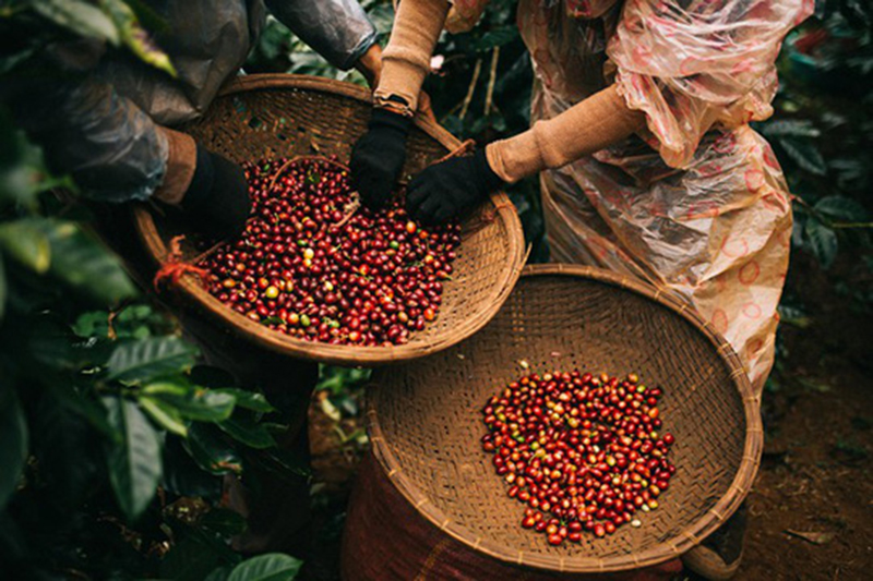 Thị trường cà phê Việt: Giá tăng - Sản lượng giảm