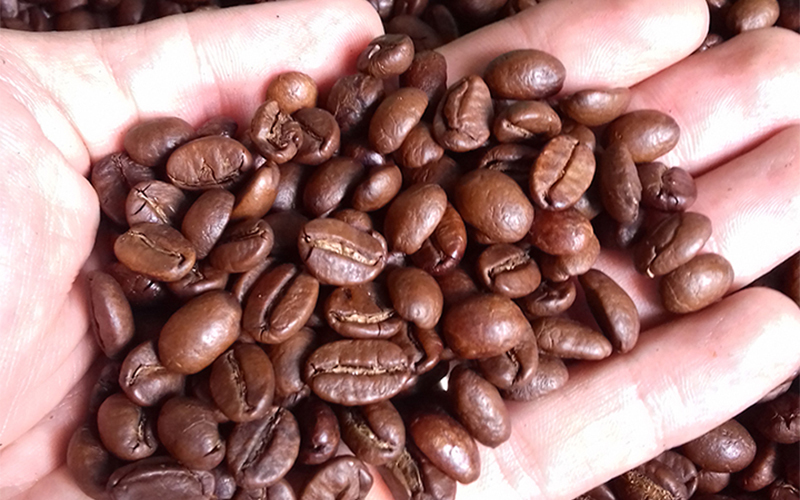 Cách phân biệt cà phê Arabica và Robusta - loại nào ngon hơn?