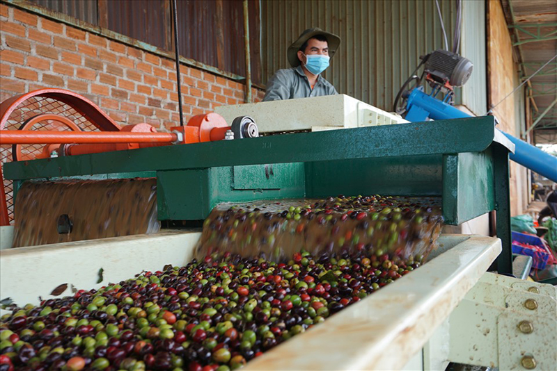 Làm cà phê sạch xuất khẩu, lợi nhuận triệu USD
