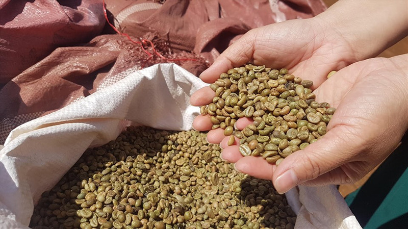 Cà phê Việt Nam đã được xuất khẩu đến hơn 80 quốc gia và vùng lãnh thổ - Chiếm 14,2% thị phần xuất khẩu cà phê nhân toàn cầu - Nhưng chủ yếu xuất thô