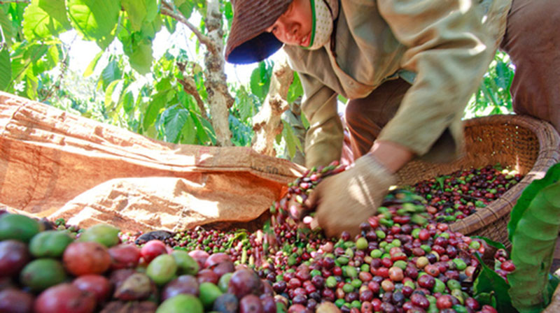 Cà phê xuất khẩu của Việt Nam đang chịu "thiệt thòi" về giá bán