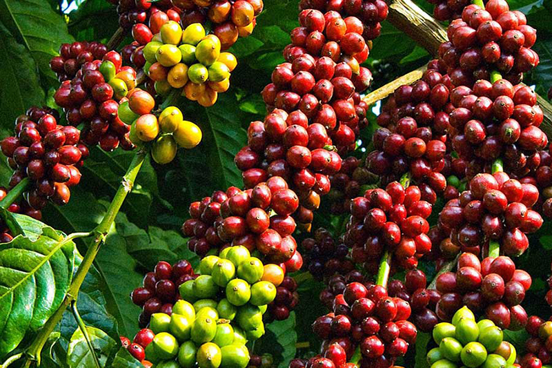 Giá cà phê hôm nay 14/2: Giá robusta ở mức 2.284 USD/tấn